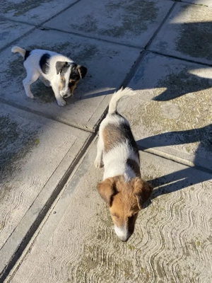 Căței Fox terrier  - imagine 5