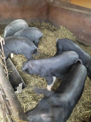 Vând porci de 9 luni sau schimb cu vițea înțărcată - imagine 2 Vând porci de 9 luni sau schimb cu vițea înțărcată - imagine 2