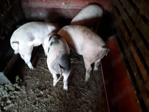 Vand soldani - imagine 2