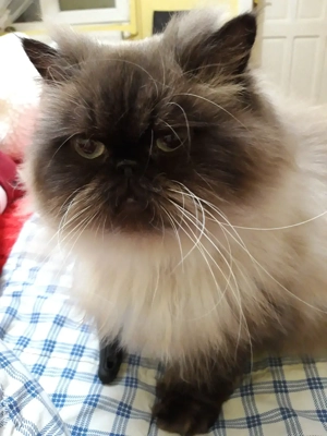 vand o pisica persana - imagine 2 vand o pisica persana - imagine 2