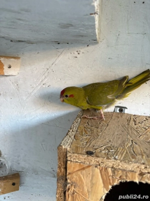 Vand Colivie cu Pui de Papagal Kakariki - imagine 2 Vand Colivie cu Pui de Papagal Kakariki - imagine 2