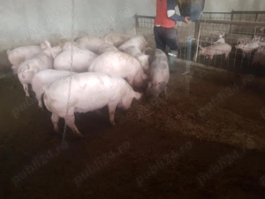 Porci de tăiat  - imagine 2