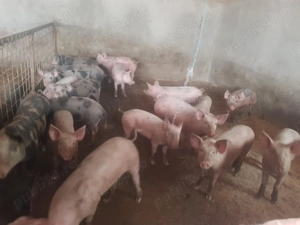 Porci de tăiat  - imagine 3