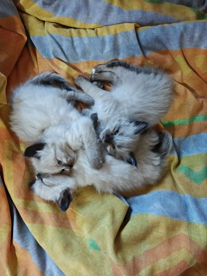 Vând pisicuți birmanezi, rasă pură