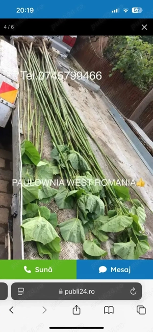 Paulownia Butasi și copăcei, trimit în tara