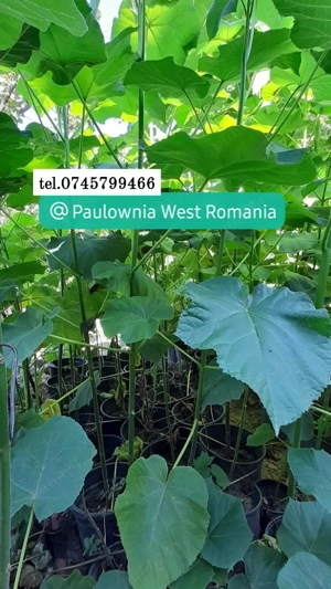 Paulownia Butasi și copăcei, trimit în tara - imagine 3