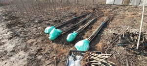 Paulownia Butasi și copăcei, trimit în tara - imagine 4