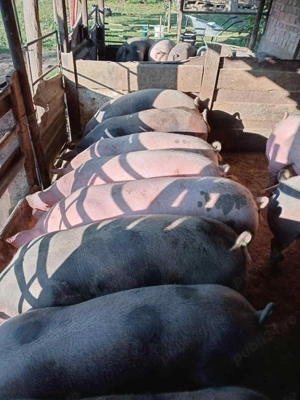 Porci De vânzare  - imagine 2