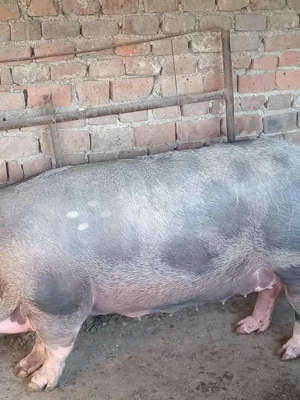 Porci De vânzare  - imagine 3