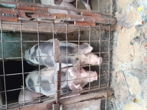 Vând porci Bio - imagine 3