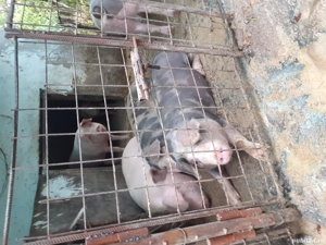 Vând porci Bio - imagine 2