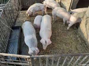 Vând porci Bio - imagine 5