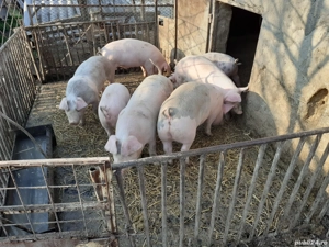 Vând porci Bio - imagine 4