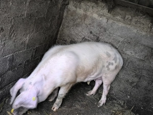 Porc de Crăciun  - imagine 2