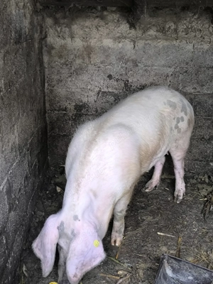 Porc de Crăciun  - imagine 3