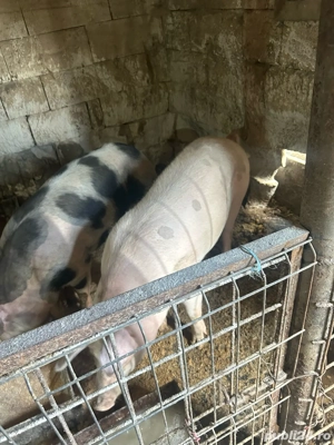 Vand porci de taiat 