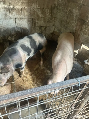 Vand porci de taiat  - imagine 2