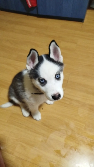 Vand urgent caine husky  rasă pură