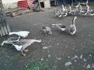 Gâște și pui de gâscă 