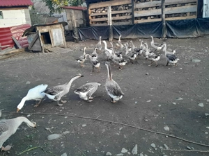 Gâște și pui de gâscă  - imagine 2