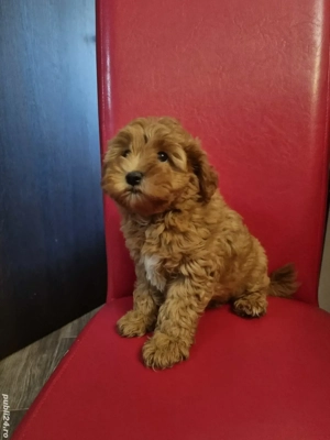 Fetita Maltipoo - imagine 2 Fetita Maltipoo - imagine 2