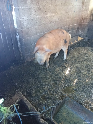 Vând porci și purcei informații la telefon   - imagine 3 Vând porci și purcei informații la telefon   - imagine 3