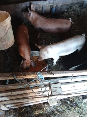 Vând porci și purcei informații la telefon  