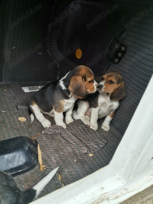 Pui Beagle trocolor - imagine 3 Pui Beagle trocolor - imagine 3
