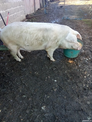 Vând porci și purcei informații la telefon   - imagine 5 Vând porci și purcei informații la telefon   - imagine 5