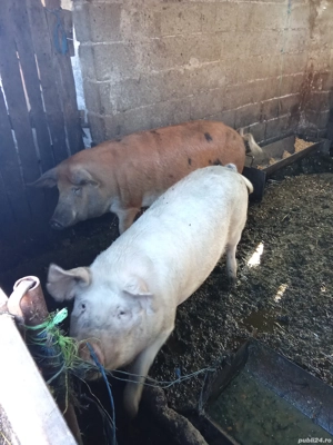 Vând porci și purcei informații la telefon   - imagine 4 Vând porci și purcei informații la telefon   - imagine 4