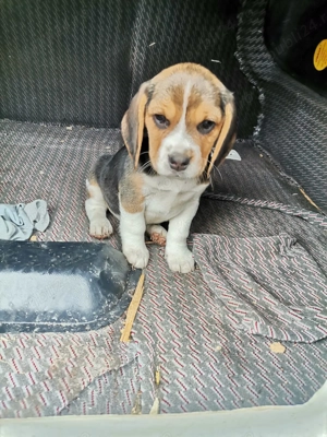 Pui Beagle trocolor - imagine 5 Pui Beagle trocolor - imagine 5