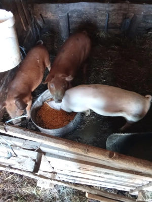 Vând porci și purcei informații la telefon   - imagine 2 Vând porci și purcei informații la telefon   - imagine 2