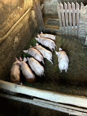 vand purcei de 12 saptamani - imagine 4 vand purcei de 12 saptamani - imagine 4