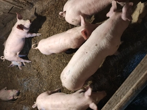 Vând purcei 12 saptamani - imagine 3