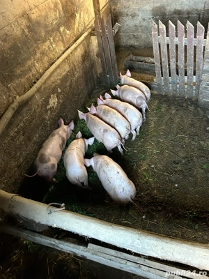 vand purcei de 12 saptamani - imagine 5 vand purcei de 12 saptamani - imagine 5