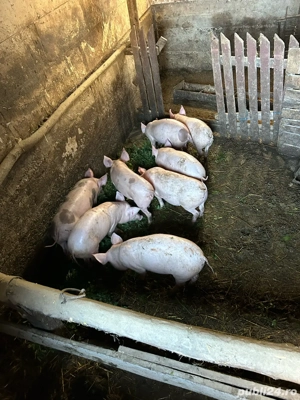 vand purcei de 12 saptamani - imagine 2 vand purcei de 12 saptamani - imagine 2