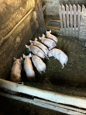 vand purcei de 12 saptamani - imagine 3 vand purcei de 12 saptamani - imagine 3