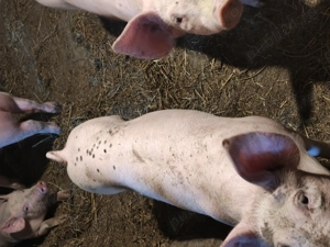 Vând purcei 12 saptamani - imagine 2