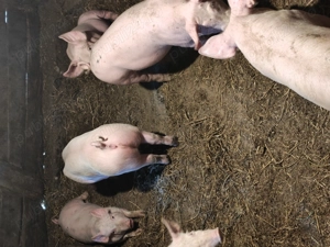 Vând purcei 12 saptamani - imagine 4
