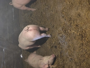 Vând purcei 12 saptamani