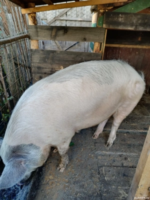 Porci de vanzare - imagine 6 Porci de vanzare - imagine 6