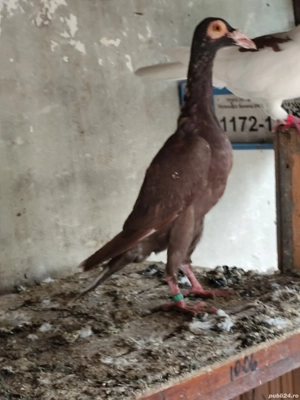 porumbei carieri - imagine 2 porumbei carieri - imagine 2