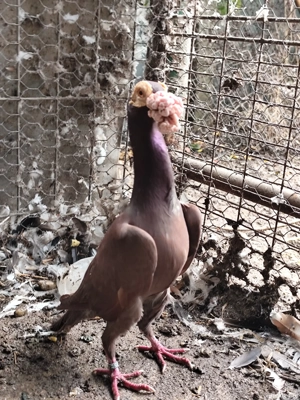 porumbei carieri - imagine 5 porumbei carieri - imagine 5