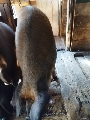Porci de vanzare - imagine 5 Porci de vanzare - imagine 5