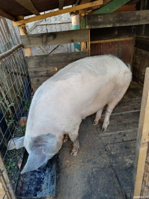 Porci de vanzare - imagine 4 Porci de vanzare - imagine 4