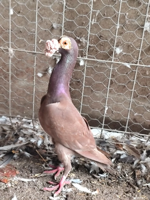 porumbei carieri - imagine 4 porumbei carieri - imagine 4