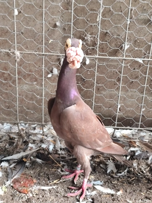 porumbei carieri - imagine 3 porumbei carieri - imagine 3