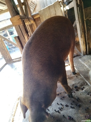 Porci de vanzare - imagine 2 Porci de vanzare - imagine 2