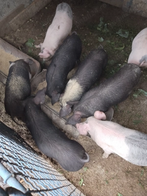 Se vinde purcei de 8 saptamina vaccinați și deparazitati - imagine 2 Se vinde purcei de 8 saptamina vaccinați și deparazitati - imagine 2