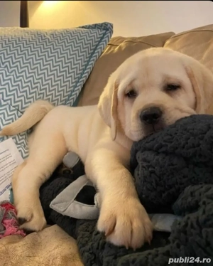 Labrador Retriver gold - imagine 2